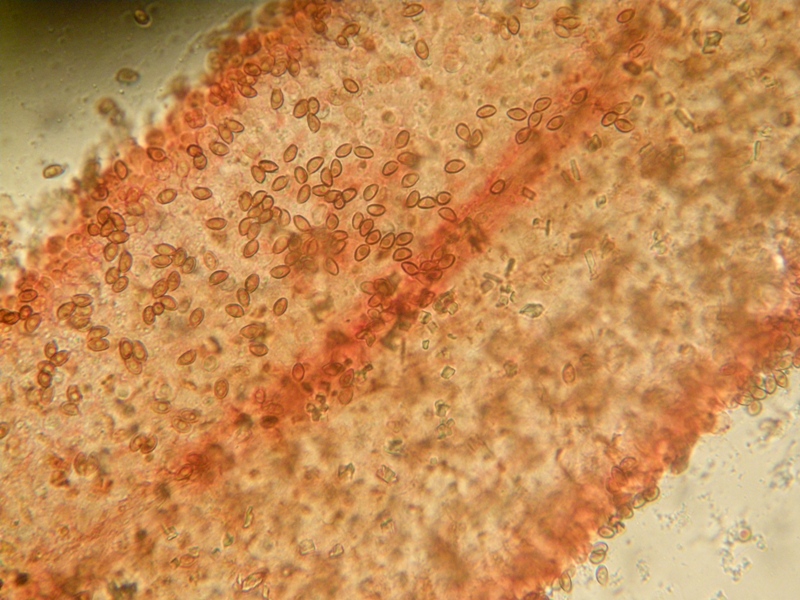 Pholiotina sp. (cfr. Conocybe aporos)